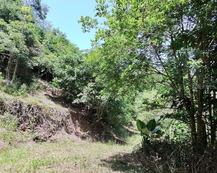 HACIENDA DE CIDRA, RABANAL PARCELA #32 Cidra, PR 00739