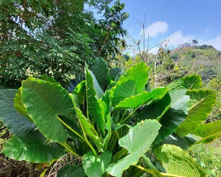 HACIENDA DE CIDRA, RABANAL PARCELA #32 Cidra, PR 00739
