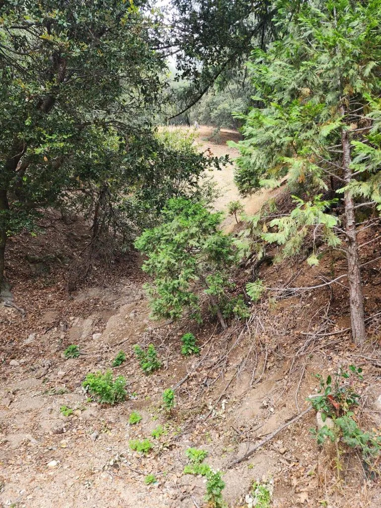 Fern Canyon Road Crestline, CA 92325
