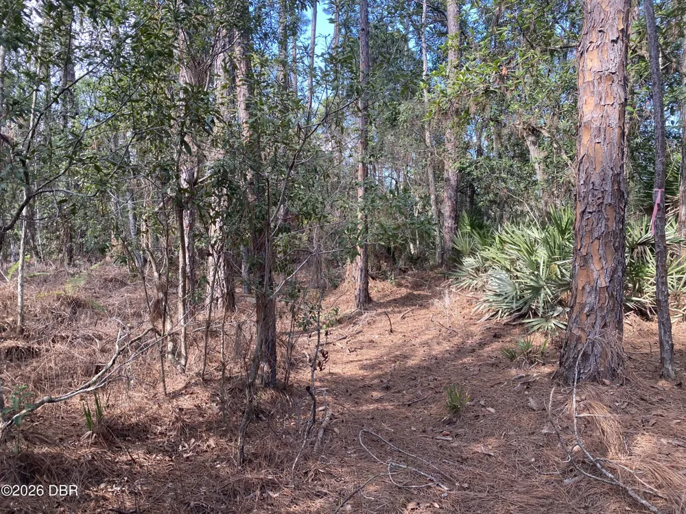 4205 Quail Ranch Road New Smyrna Beach, FL 32168