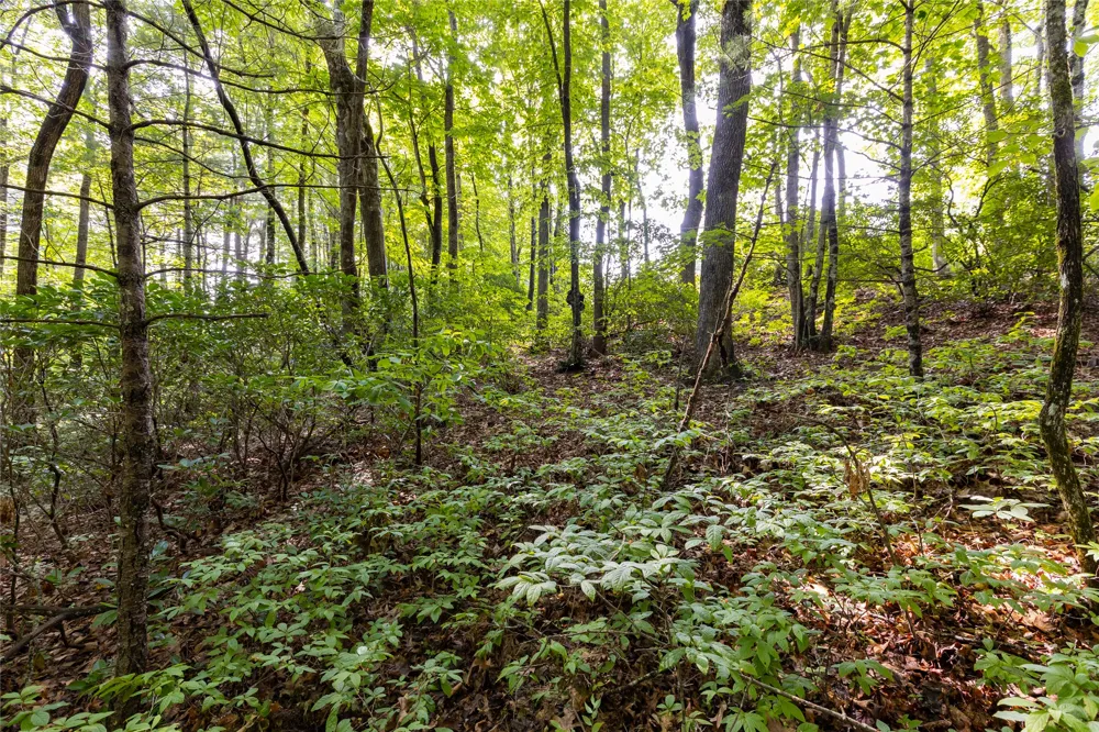 11ER Beaver Dam Road Sapphire, NC 28774