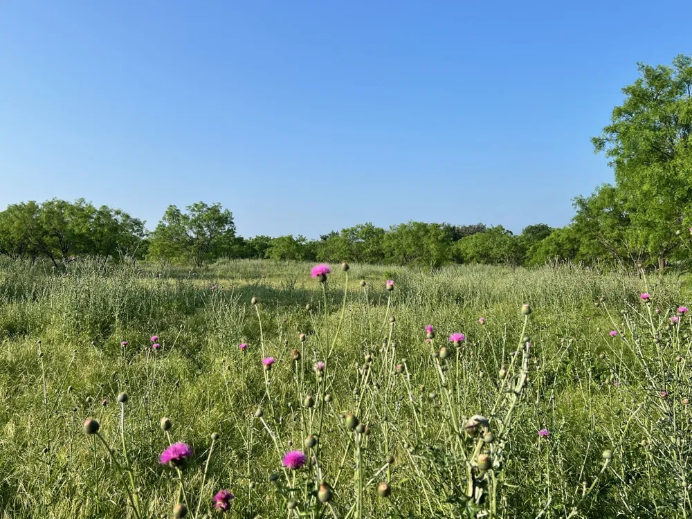 S Hwy 16 Comanche, TX 76442