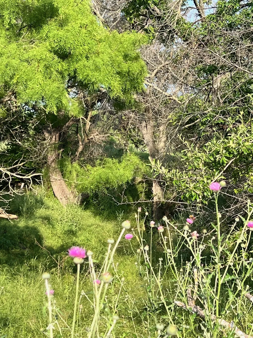 S Hwy 16 Comanche, TX 76442