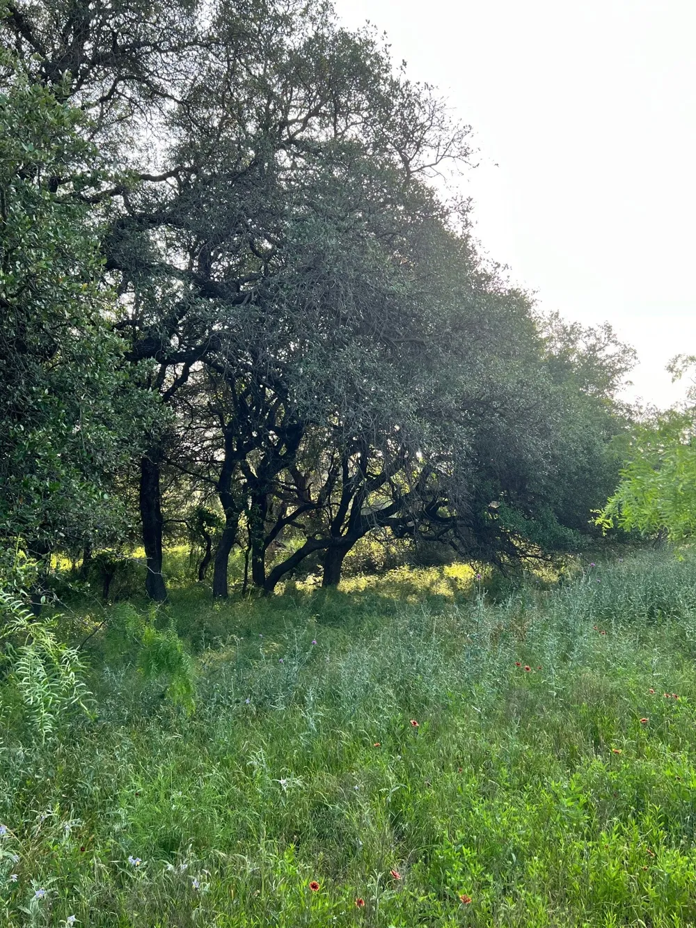 S Hwy 16 Comanche, TX 76442