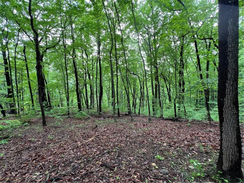 4548 Sassafras Mountain Trail Jasper, GA 30143