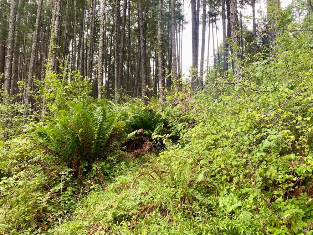 46700 Highway 101 Laytonville, CA 95454