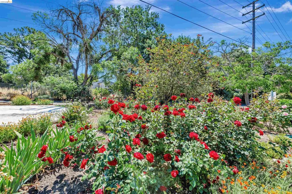 490 Civic Dr #101 Walnut Creek, CA 94596