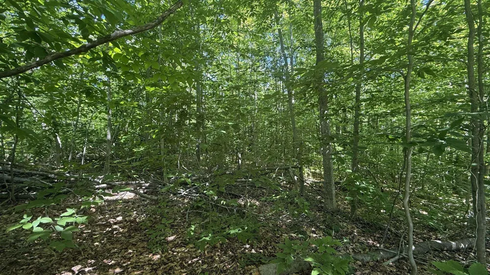 Cliffmont Drive Mancelona Township, MI 49659