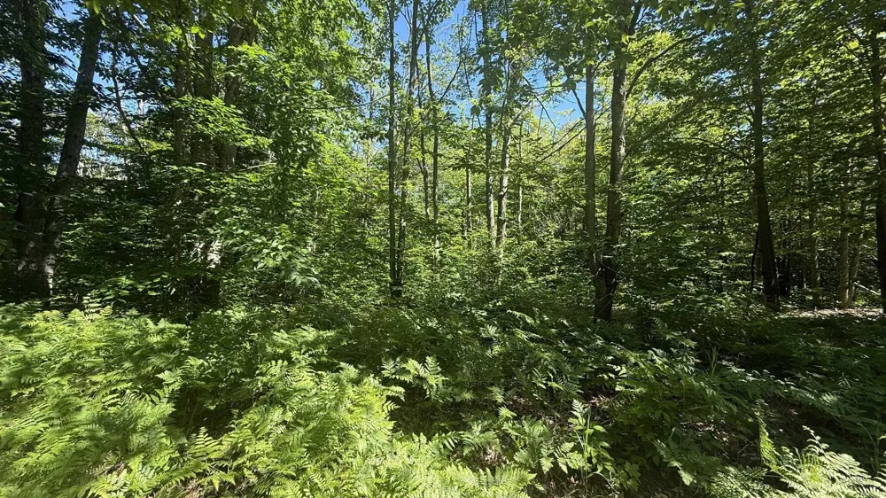 Cliffmont Drive Mancelona Township, MI 49659