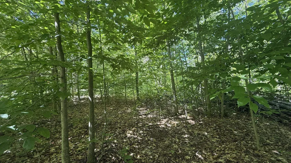 Cliffmont Drive Mancelona Township, MI 49659