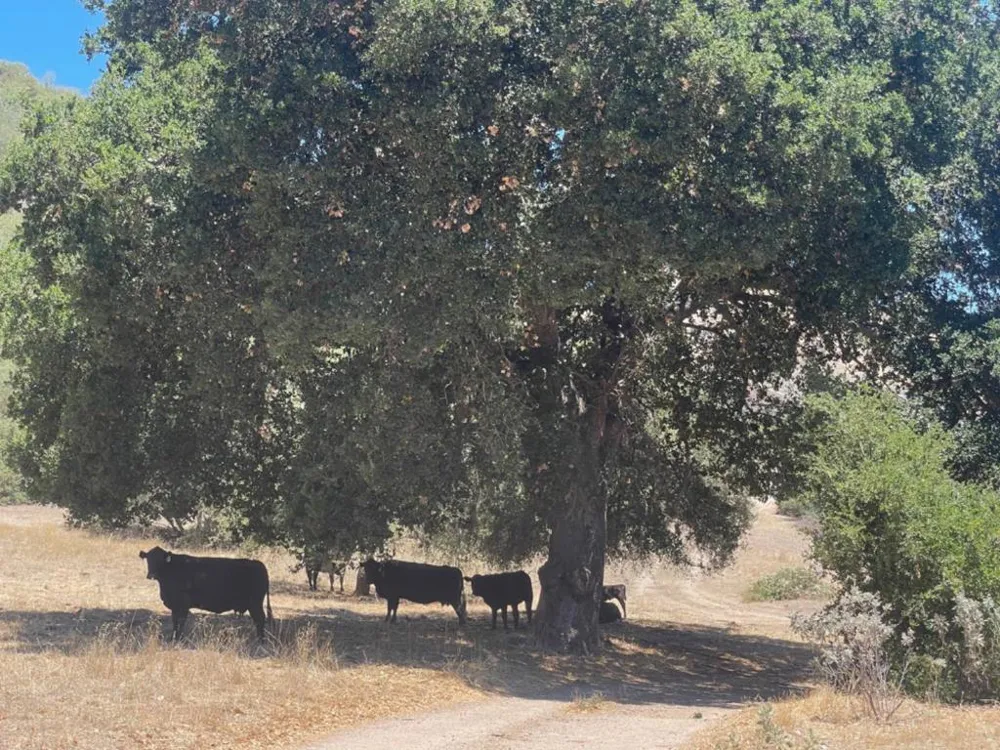 E Carmel Valley Road Greenfield, CA 93927