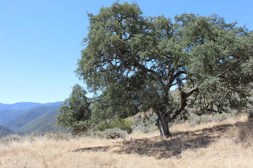 E Carmel Valley Road Greenfield, CA 93927