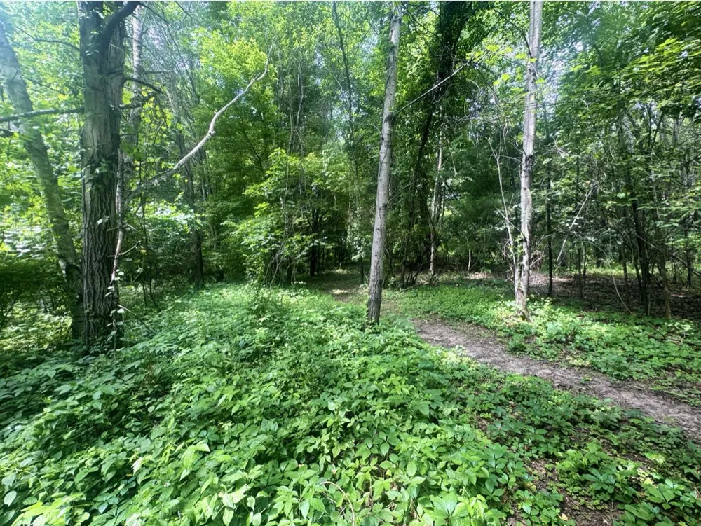 7705 Youngman Road Greenville, MI 48838