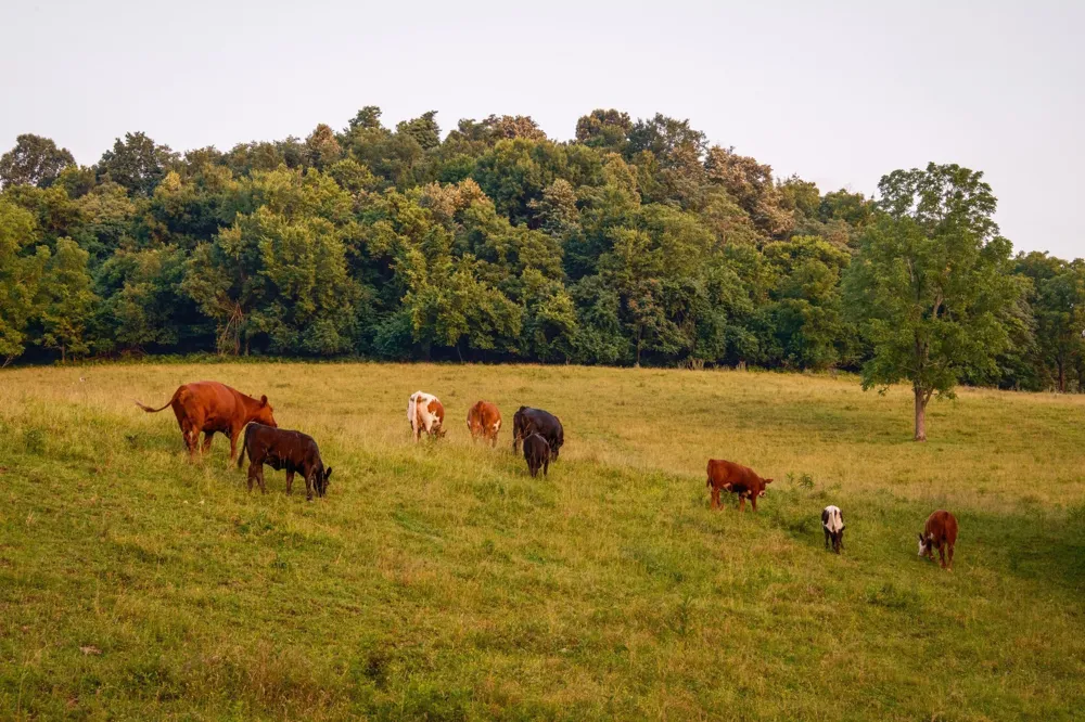2405 Thompson Rd Lewisburg, TN 37091