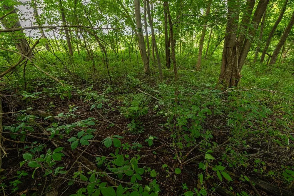 0 County Road J Mondovi, WI 54755