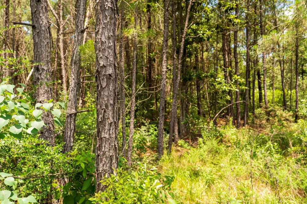 Cr 4040 Woodville, TX 75979