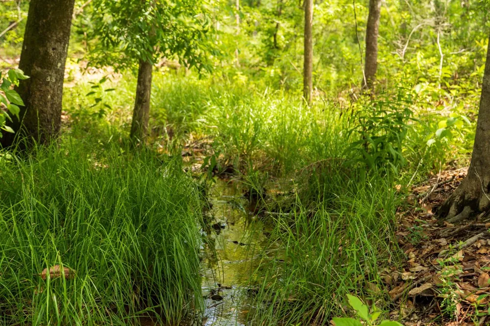 Cr 4040 Woodville, TX 75979