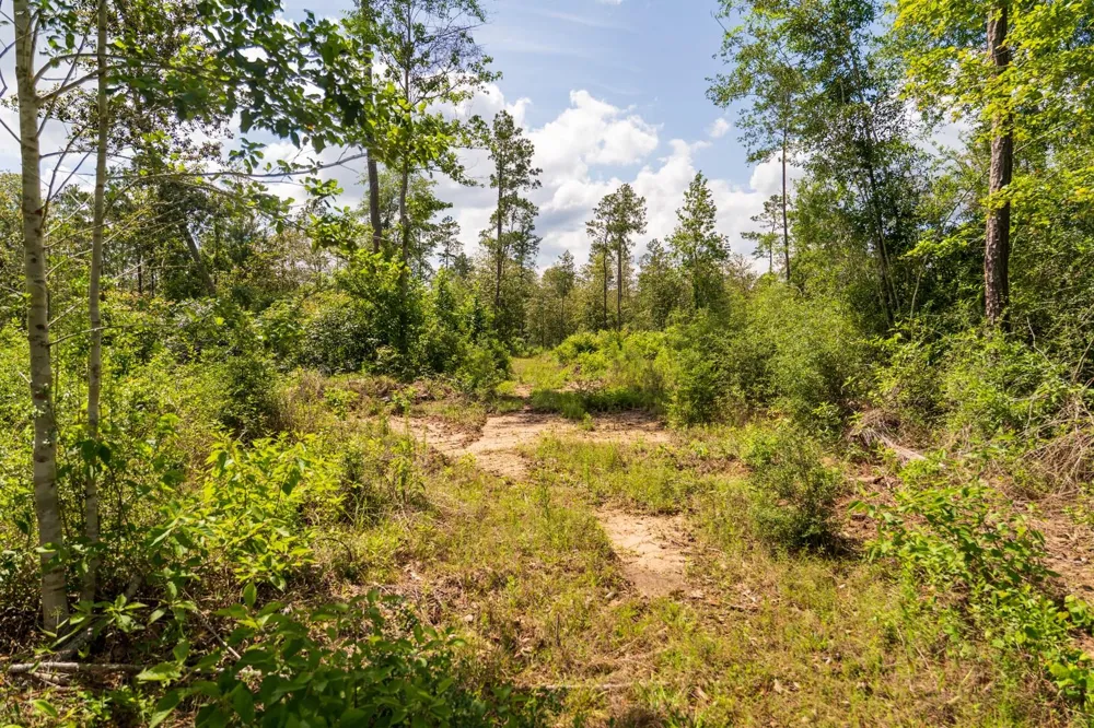 Cr 4040 Woodville, TX 75979