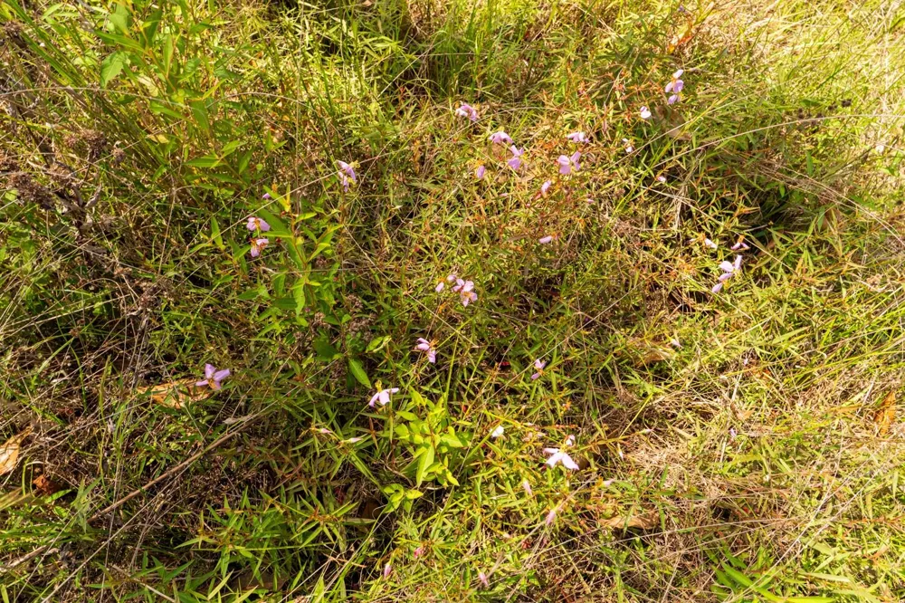 Cr 4040 Woodville, TX 75979