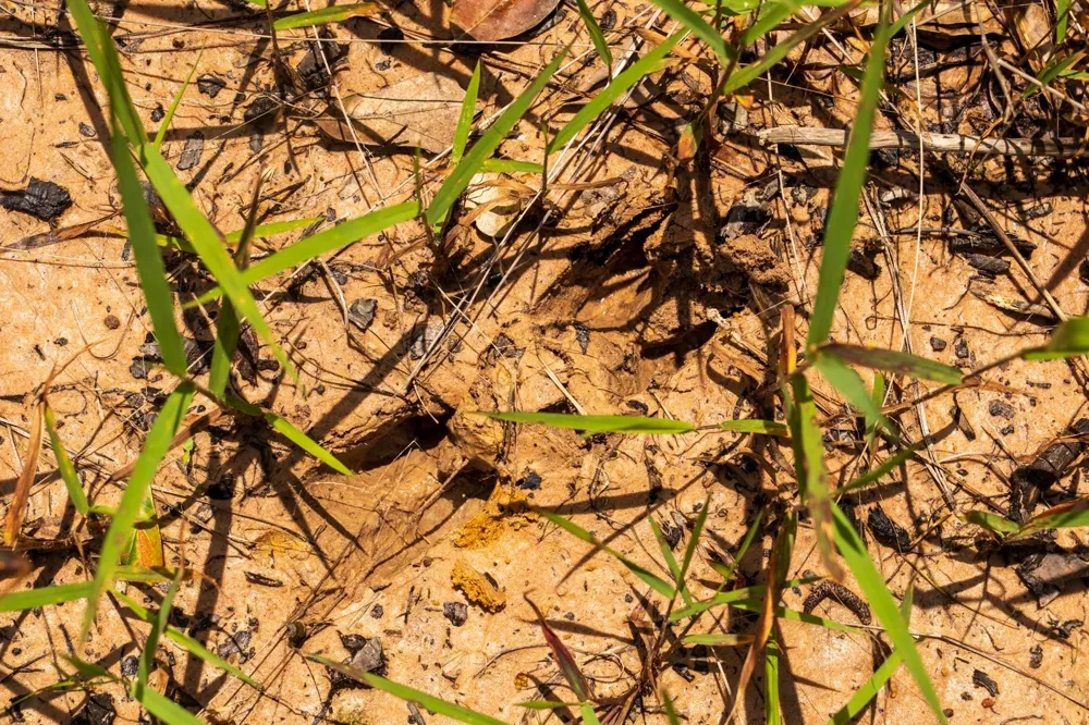 Cr 4040 Woodville, TX 75979