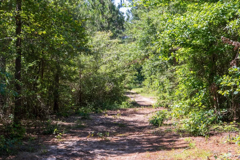 00 Fm 3016 Grapeland, TX 75844