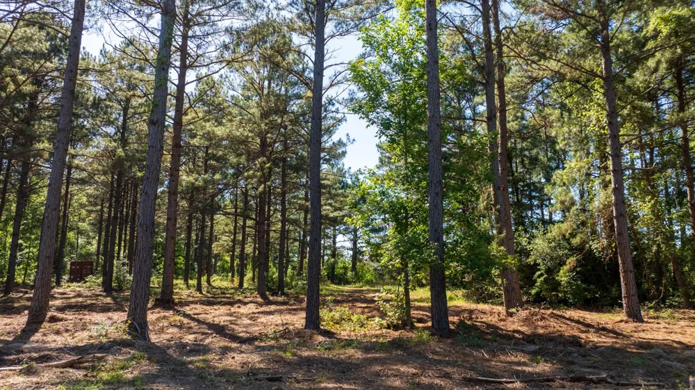 00 Fm 3016 Grapeland, TX 75844