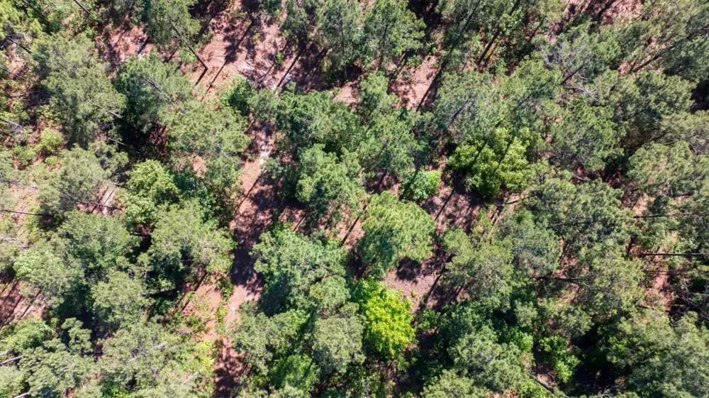 00 Fm 3016 Grapeland, TX 75844