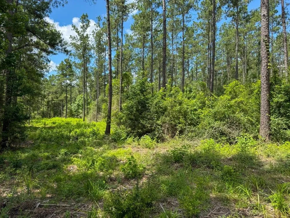 County Road 1450 Warren, TX 77664