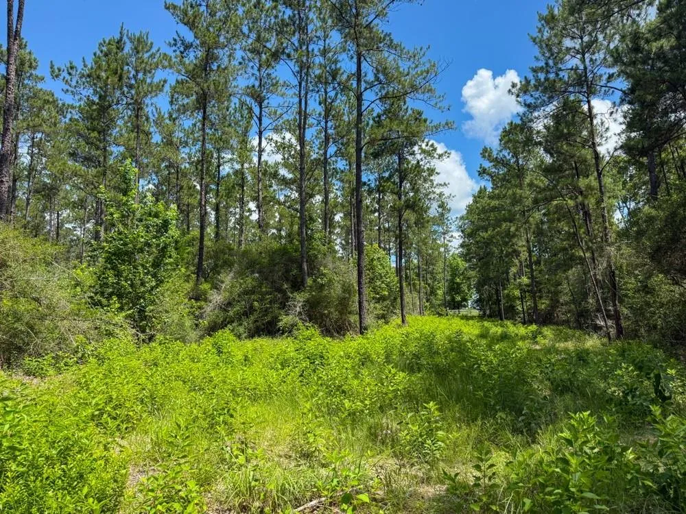 County Road 1450 Warren, TX 77664