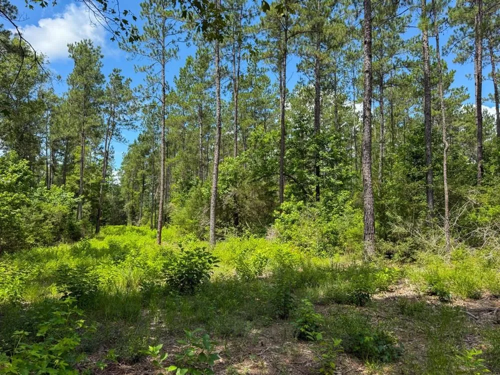 County Road 1450 Warren, TX 77664