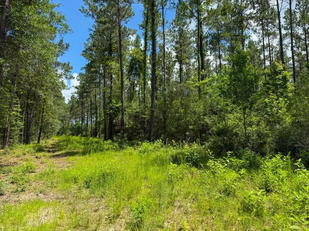 County Road 1450 Warren, TX 77664