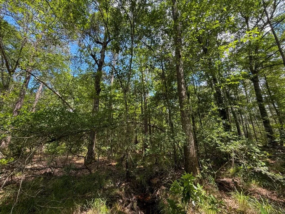 County Road 1450 Warren, TX 77664