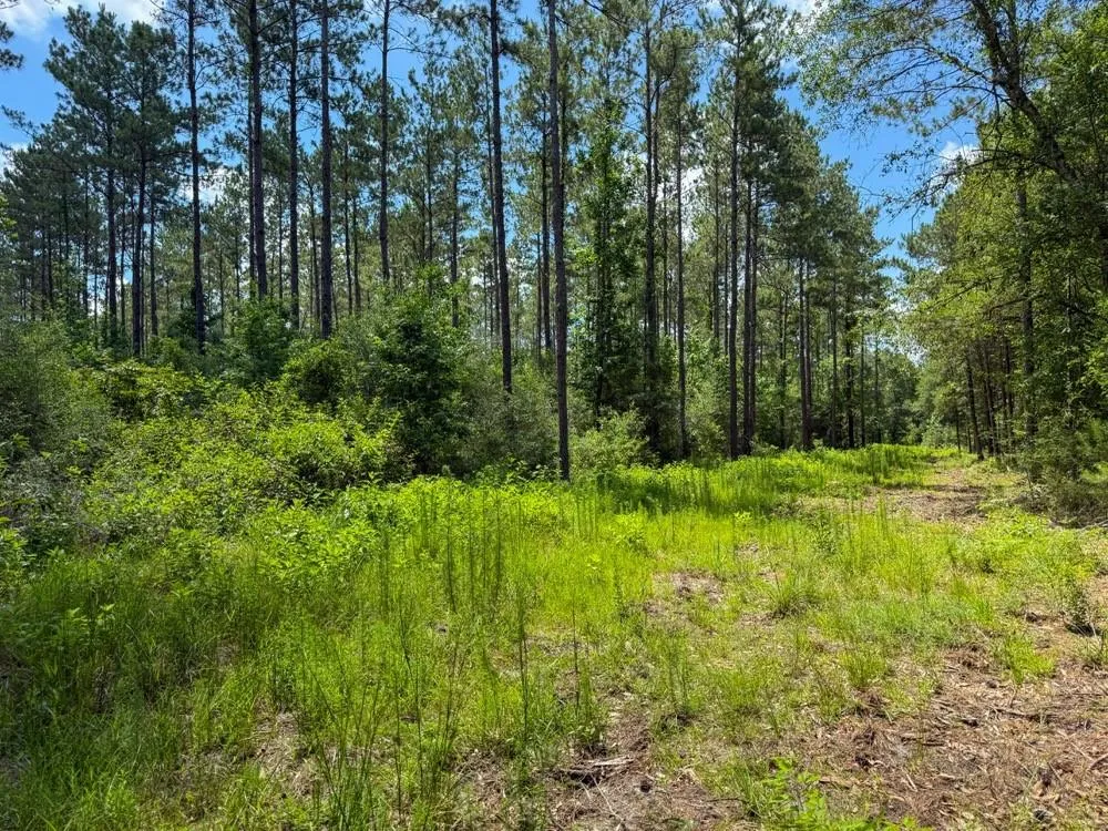 County Road 1450 Warren, TX 77664