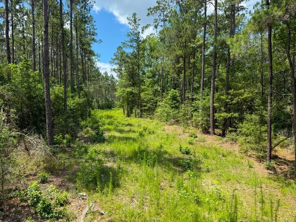 County Road 1450 Warren, TX 77664