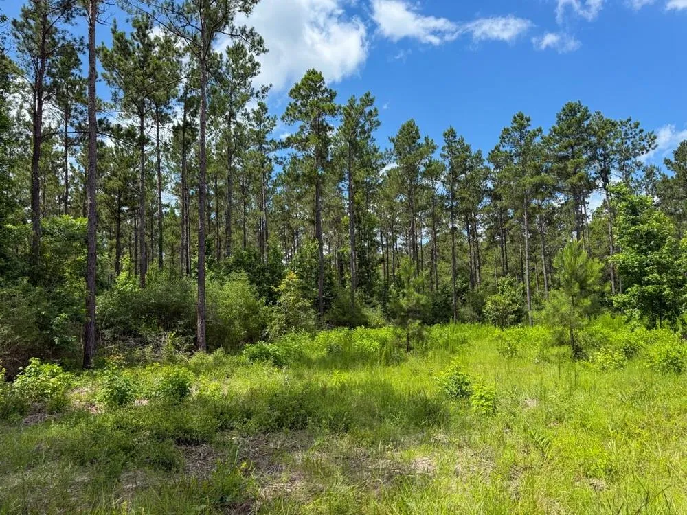 County Road 1450 Warren, TX 77664