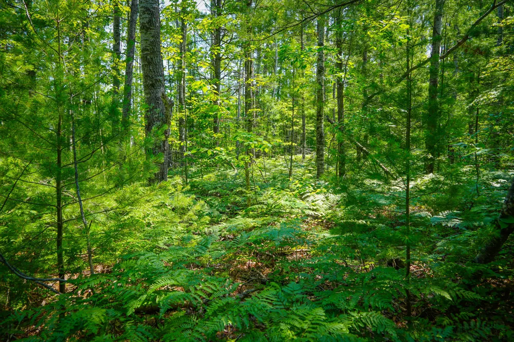 Glenrose Drive Wolverine, MI 49799