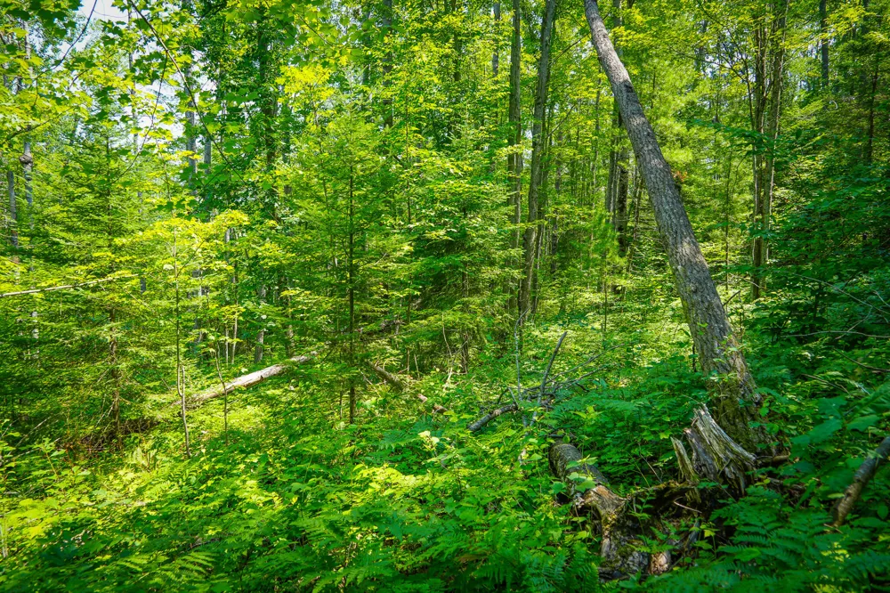 Glenrose Drive Wolverine, MI 49799