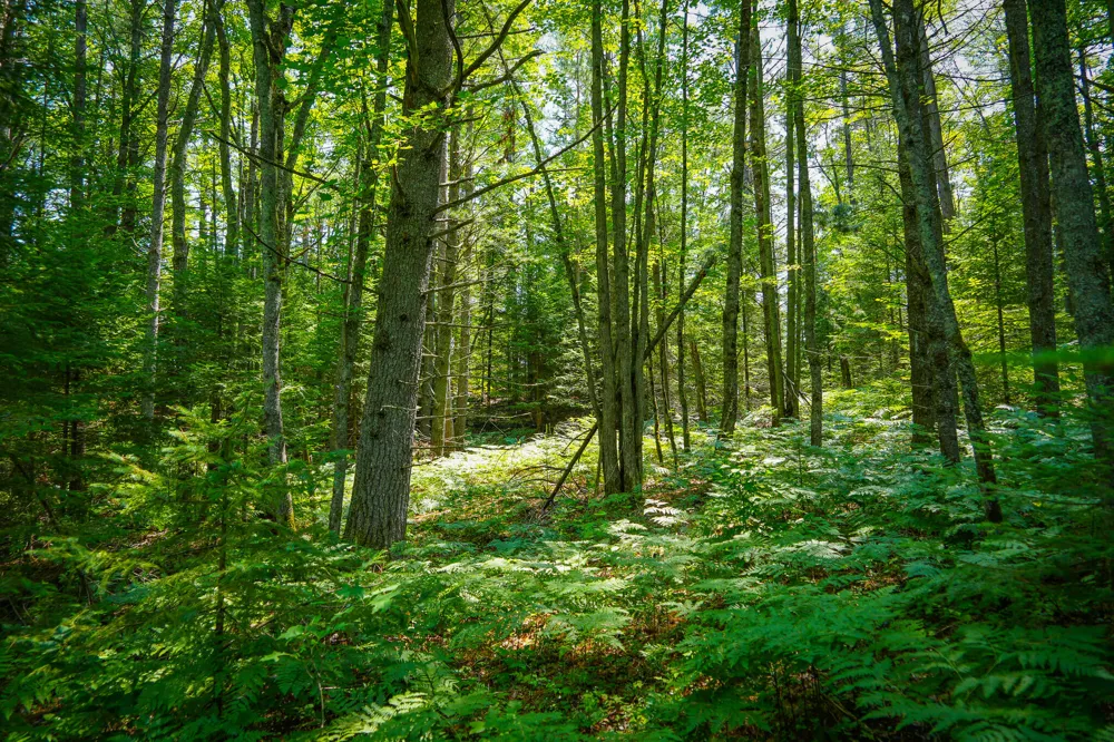 Glenrose Drive Wolverine, MI 49799