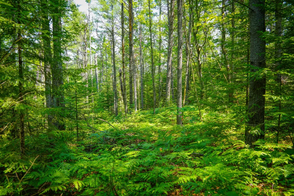 Glenrose Drive Wolverine, MI 49799