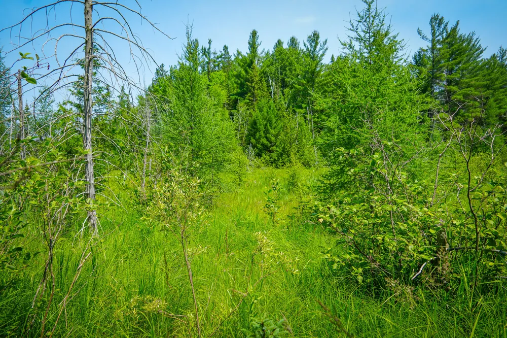 Glenrose Drive Wolverine, MI 49799