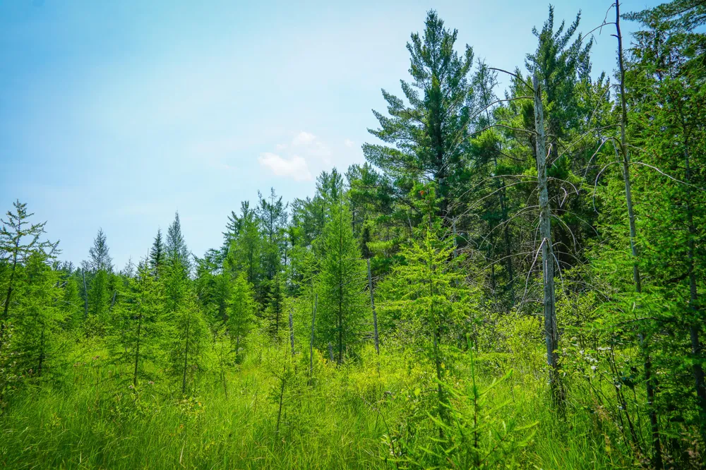 Glenrose Drive Wolverine, MI 49799
