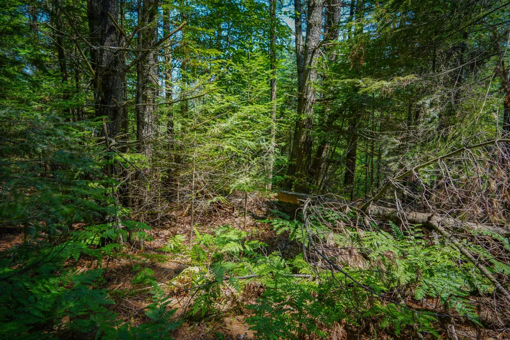 Glenrose Drive Wolverine, MI 49799