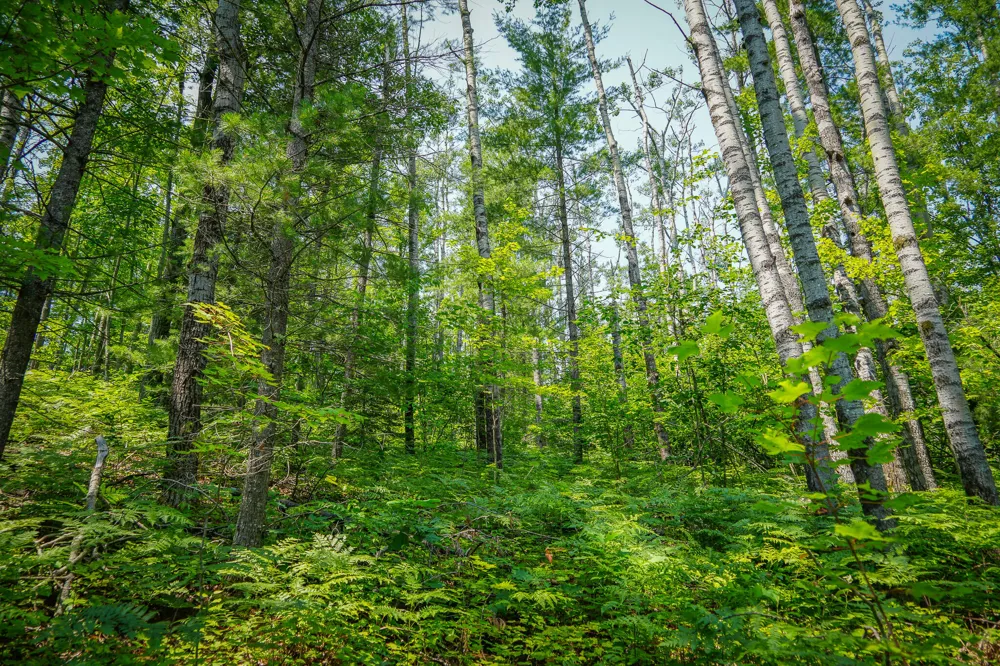 Glenrose Drive Wolverine, MI 49799