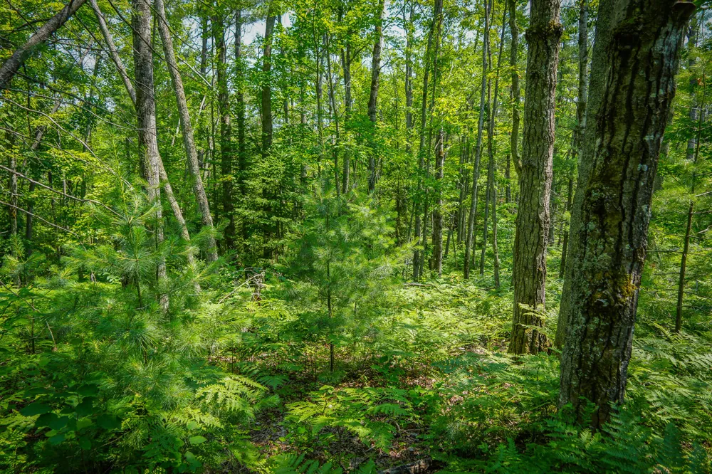 Glenrose Drive Wolverine, MI 49799