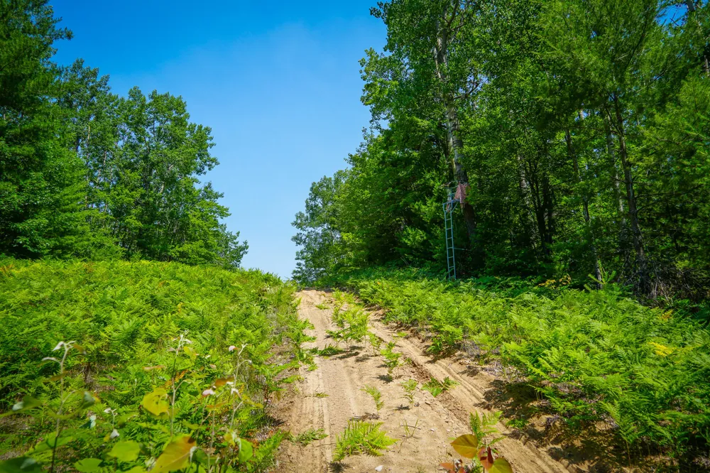 Glenrose Drive Wolverine, MI 49799
