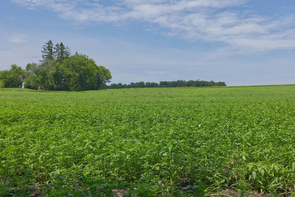 TBD3 Ingram Avenue SW Howard Lake, MN 55349