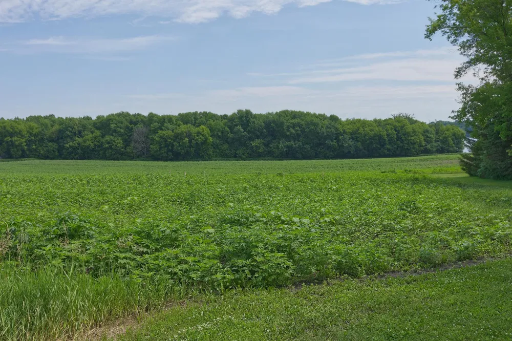 TBD3 Ingram Avenue SW Howard Lake, MN 55349