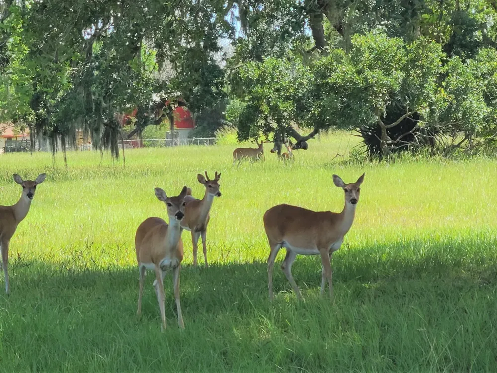 400 Pony Trail Angleton, TX 77515