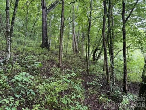 TBD Meadow Fork Road
