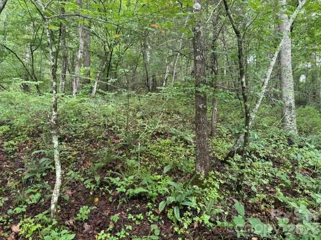 TBD Meadow Fork Road Hot Springs, NC 28743